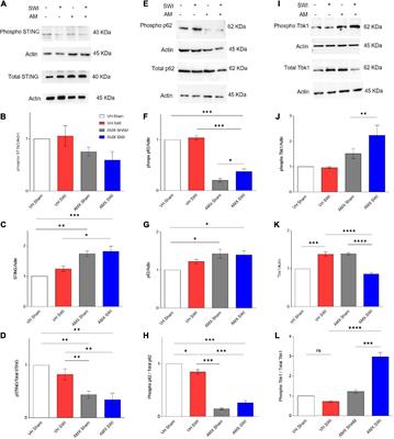 Acute TBK1/IKK-ε Inhibition Enhances the Generation of Disease-Associated Microglia-Like Phenotype Upon Cortical Stab-Wound Injury